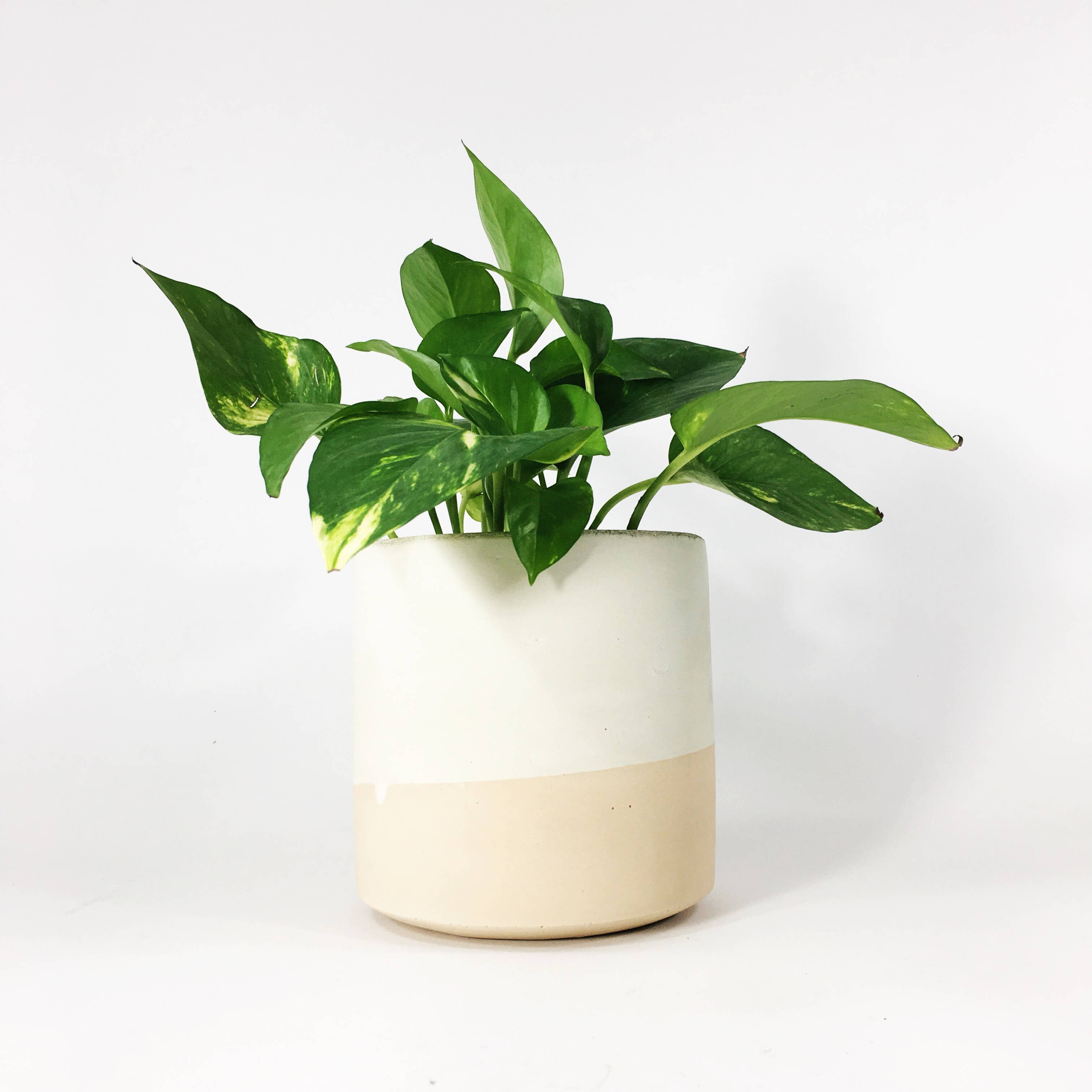 Settlewell - Wholesale Plant Pot - 6" Straight Sided Concrete Pot /  17 Colors9