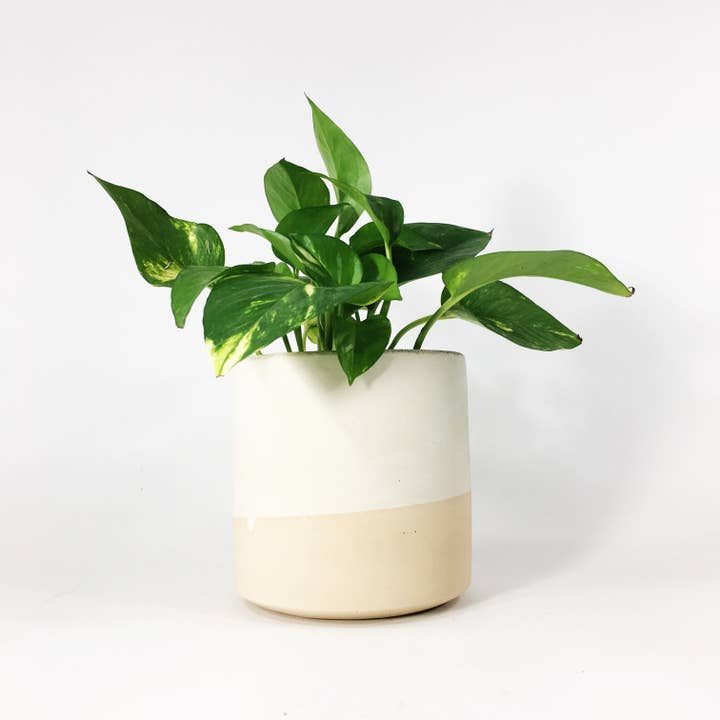 Settlewell - Wholesale Plant Pot - 6" Straight Sided Concrete Pot / 17 Colors9