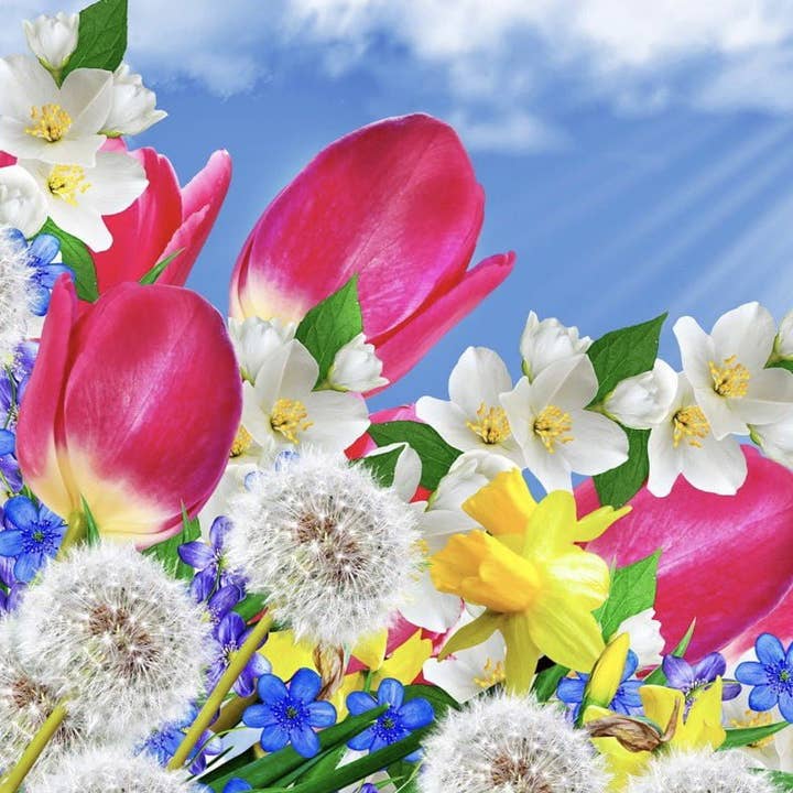 Pink Tulips & White Jasmine Fragrance Oil for wholesale by Fizzy Whiz