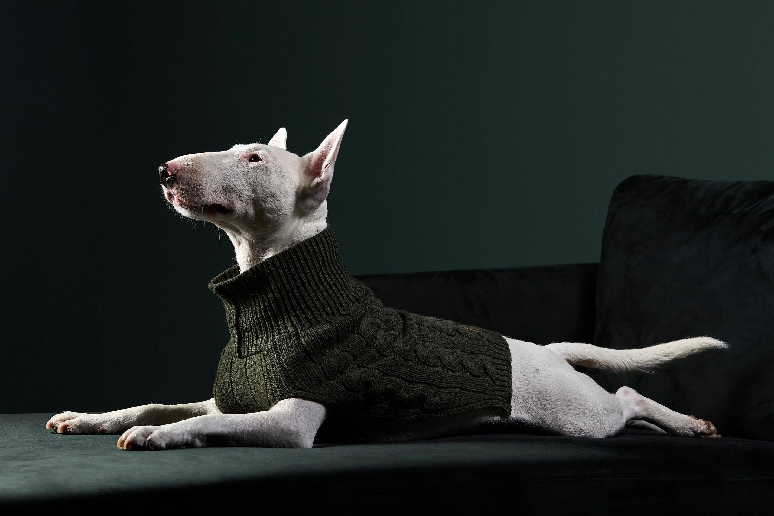 ARISTOPET - Vendita all'ingrosso Maglione - Cani - MAGLIA ASPEN9