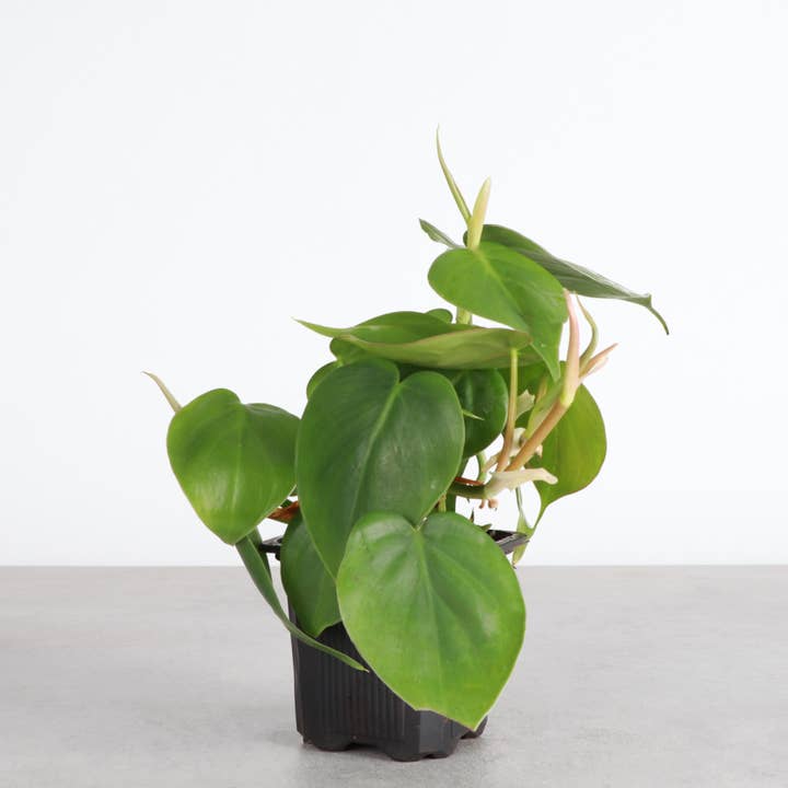 Thorsen's Greenhouse - Wholesale Live Plant - Heartleaf Philodendron - Live Plant