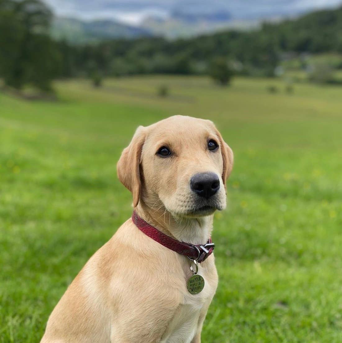 Sweet William Designs – Großhandel Haustiermarke – Katze/Hund – Namensschild für Hunde — „Lass deine Leute meine Leute anrufen“5