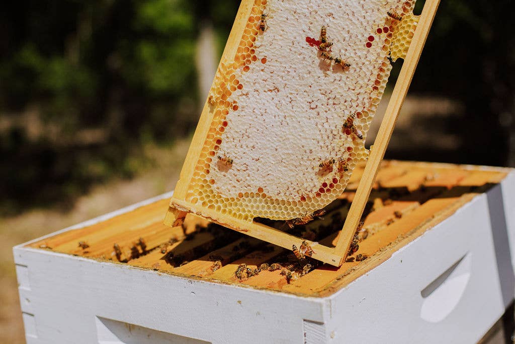 Two Hives Honey - Wholesale Honey - Honey Comb, 6 oz2