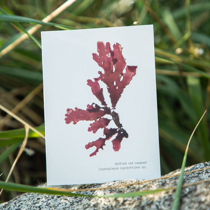 Carte vierge avec enveloppe - Algue rouge ondulée pour la vente par Coasting Supplies