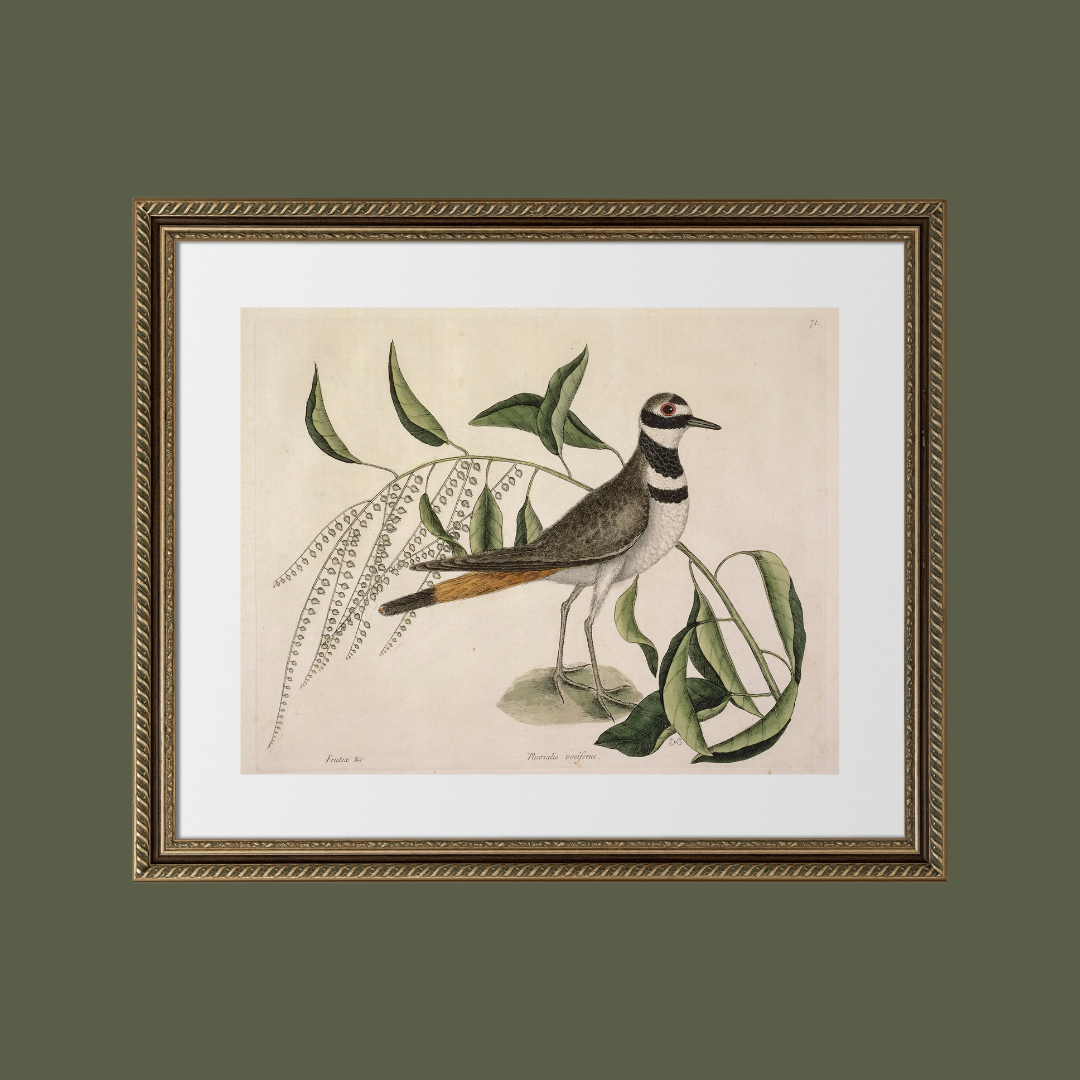 Sea to Skye - Wholesale Art Print - Plover Bird Antique Art Print5