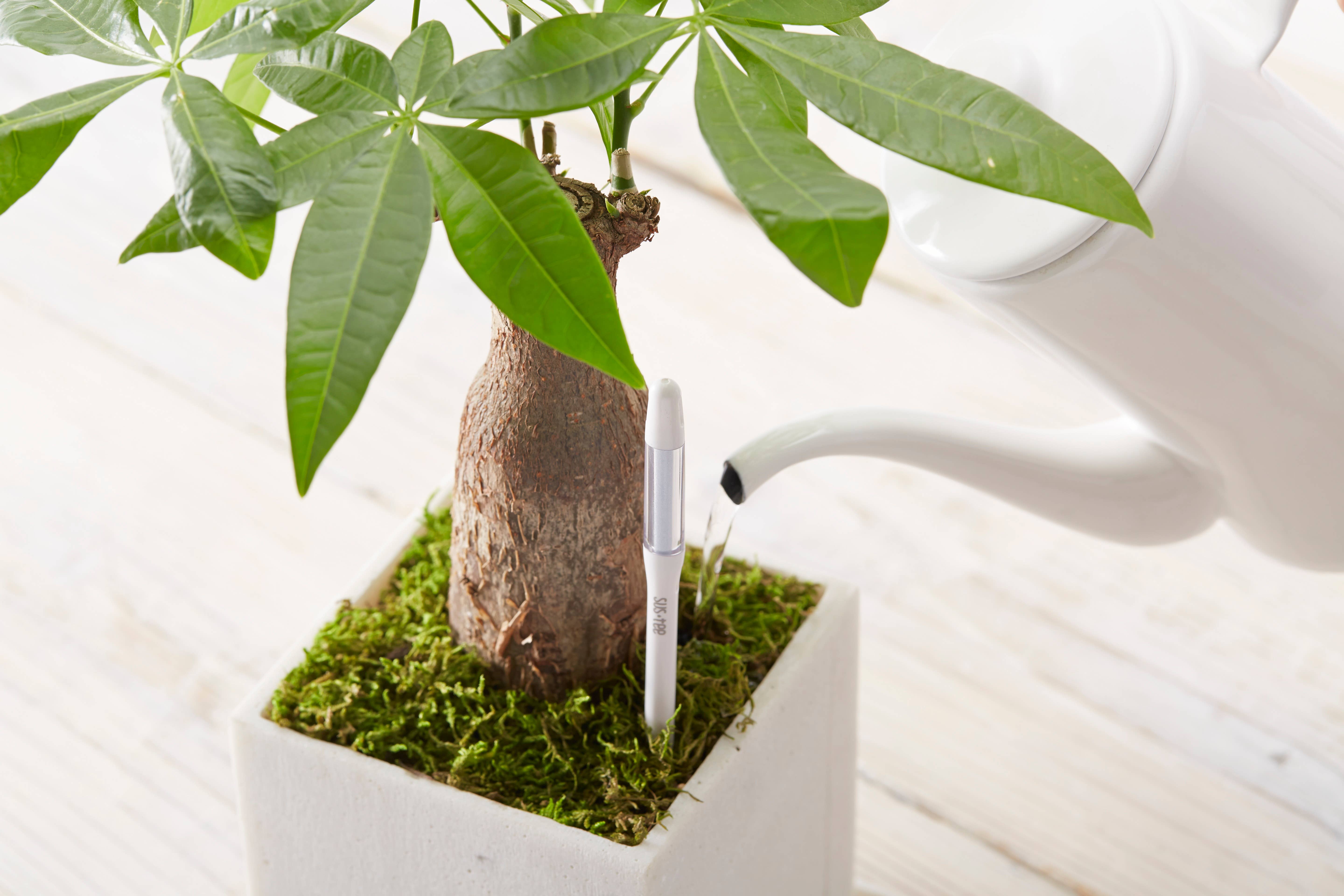 SUStee – wholesale Trädgårdsverktyg – SustEe 36st Pack Medium Vit3