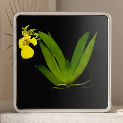 Photo d'orchidée Bloomify Live, orchidée sans entretien, psygmorchis pusilla, décoration murale vert vif, fleurie, pas besoin de pouce vert, idéale pour le travail, la maison, la décoration murale, cadeau unique. pour la vente par bloomify