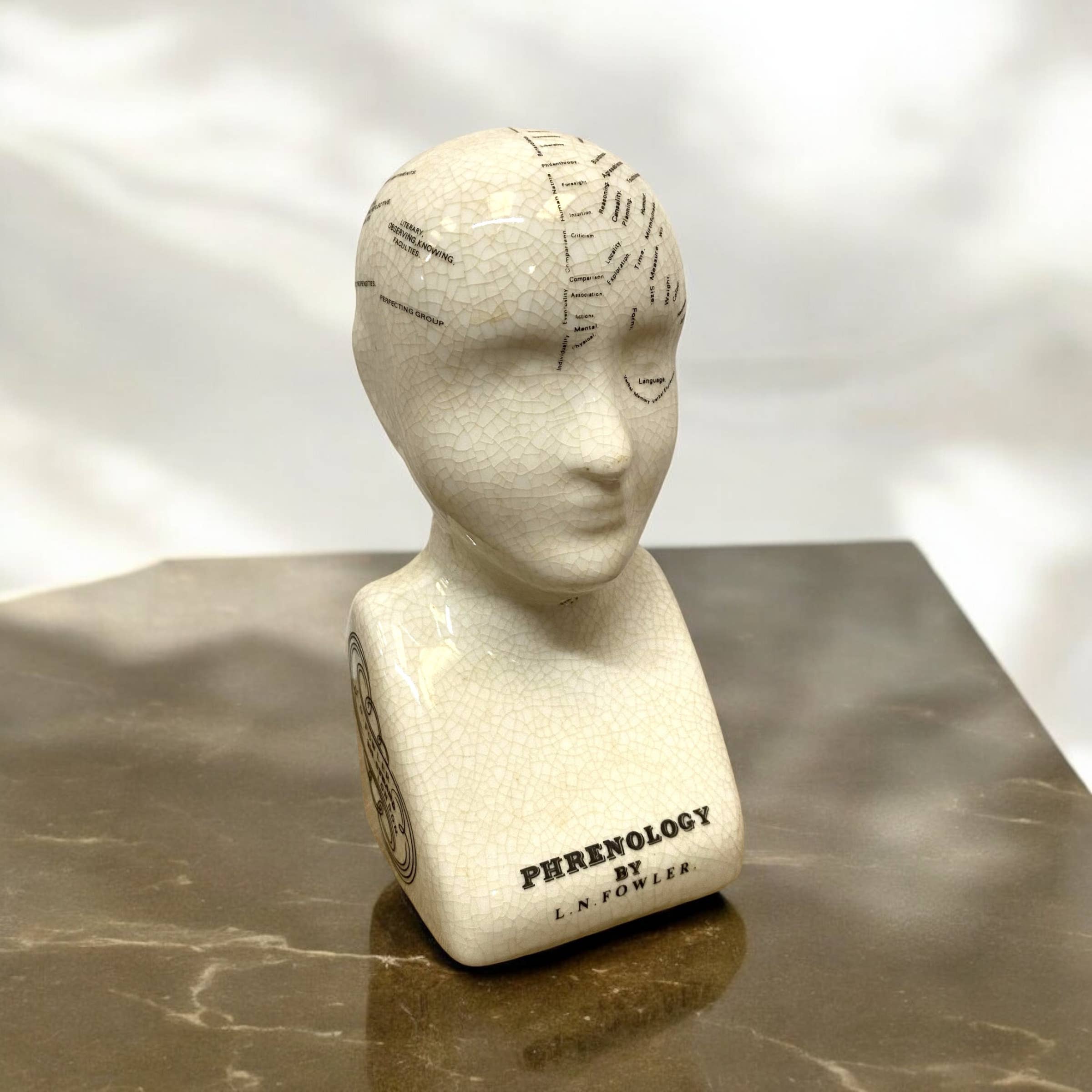 Minster Stylish Living Ltd – wholesale Decorative figurine – 6" Phrenology Head
