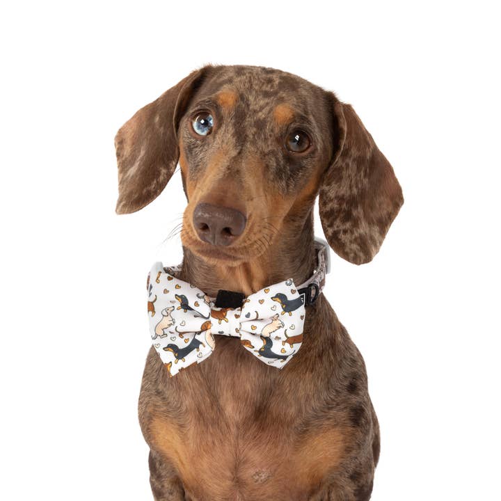 Big and Little Dogs - Wholesale Pet Bow Tie - Dog - DOG COLLAR & BOW TIE: Dashie Lovers