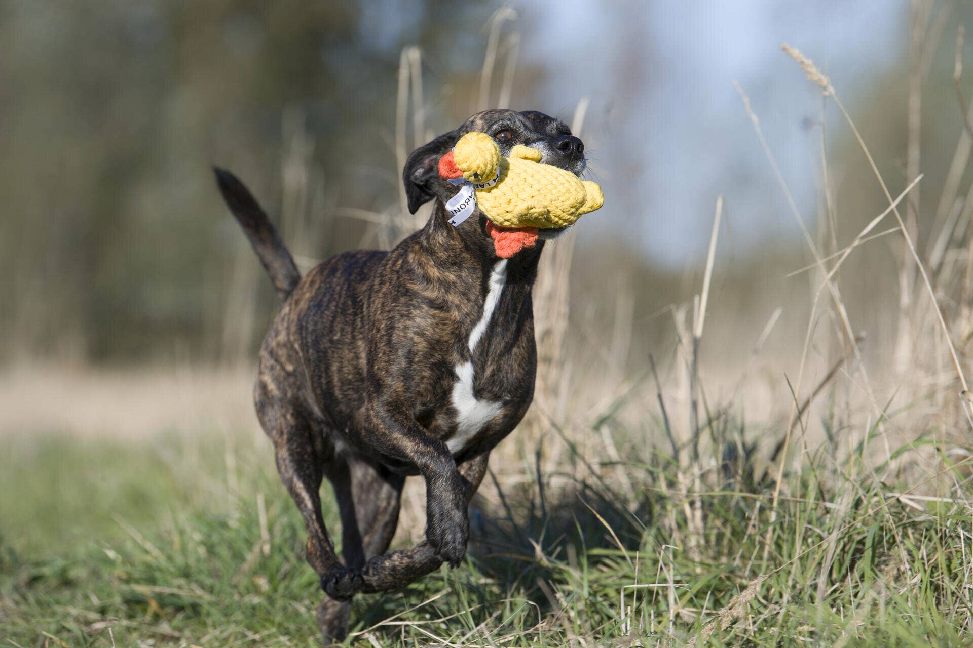 LABONI - Volentis GmbH – wholesale Pet rope toy – Dog – Emma Ente3