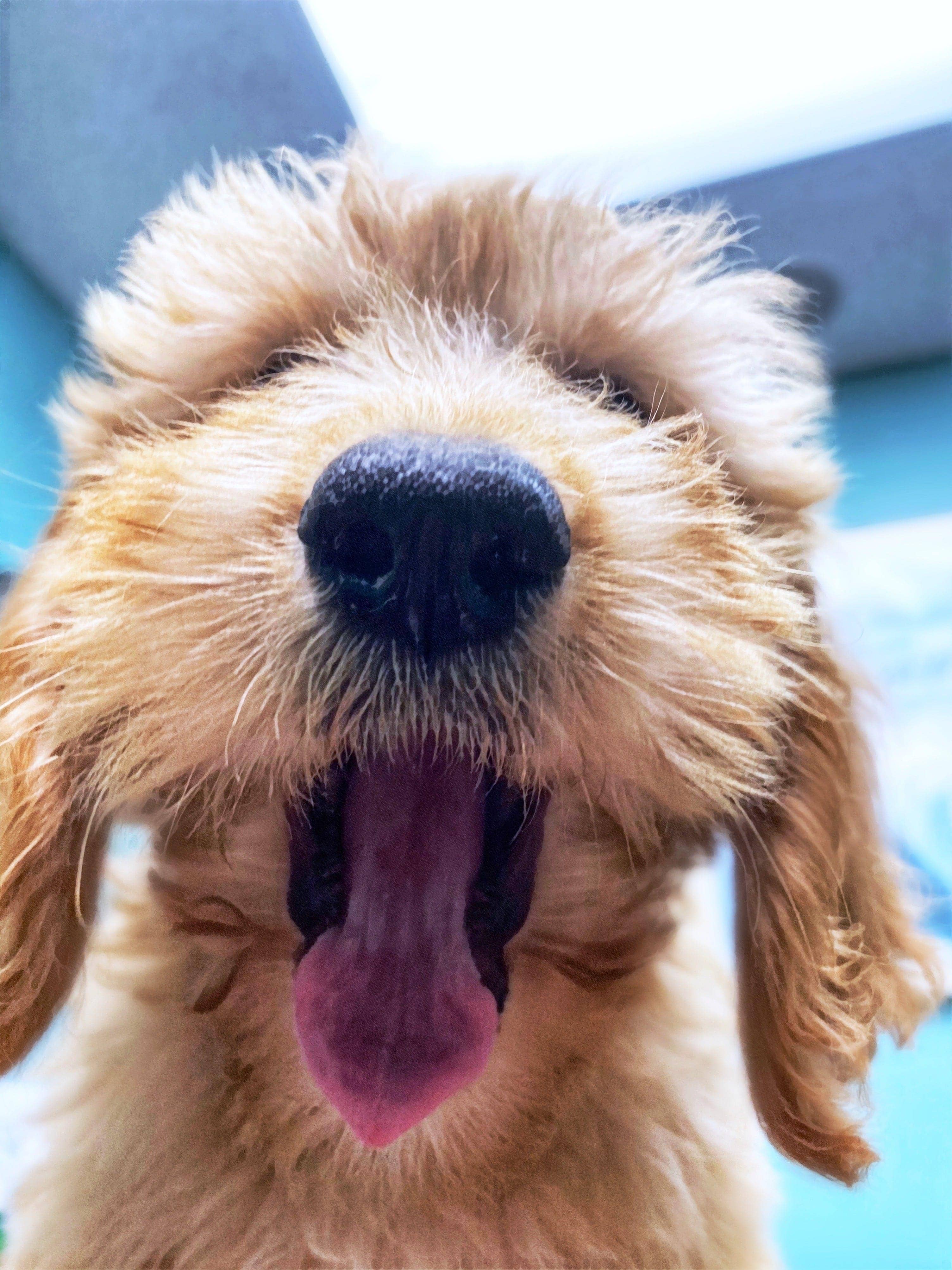 VIAI Beauty - Wholesale Jar/Filled Candle - PRAIRIE FIRE Puppy Breath Soy Wax Candle | 9 oz Amber Apothecary Jar4