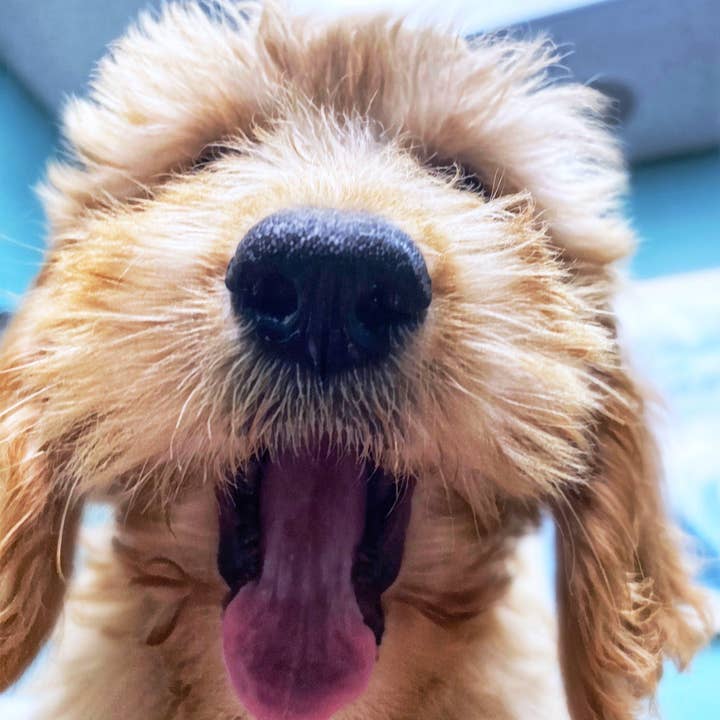 VIAI Beauty - Wholesale Jar/Filled Candle - PRAIRIE FIRE Puppy Breath Soy Wax Candle | 9 oz Amber Apothecary Jar4