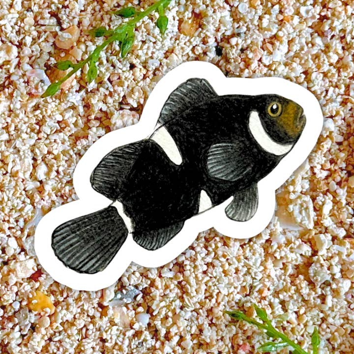 Black Ocellaris Clown Sticker, Reef & Coral Enthusiasts for wholesale by Fins and Frags