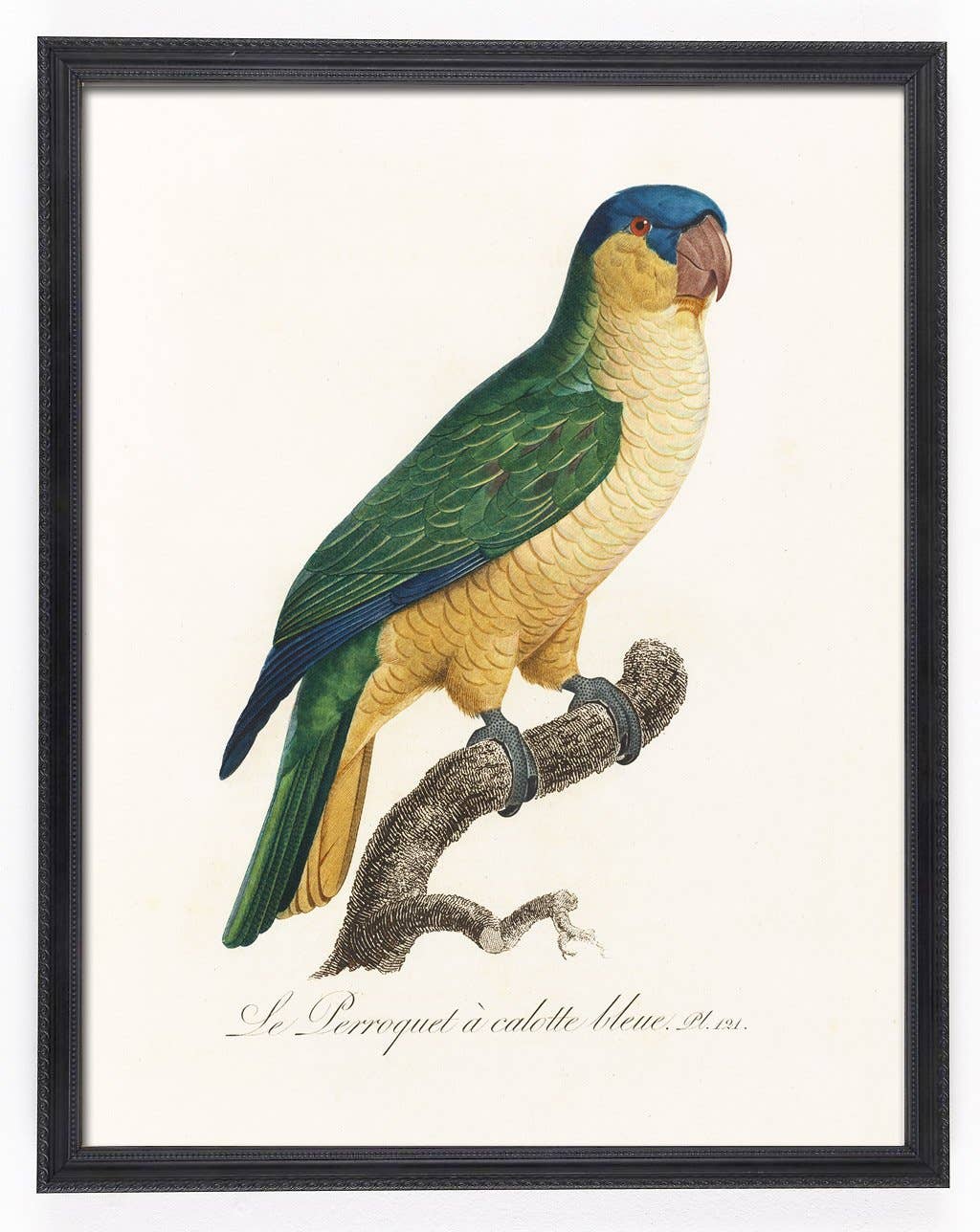 Capricorn Press - Wholesale Gallery wall set - Antique Parrot Print Set - set of 4, 8, or 128