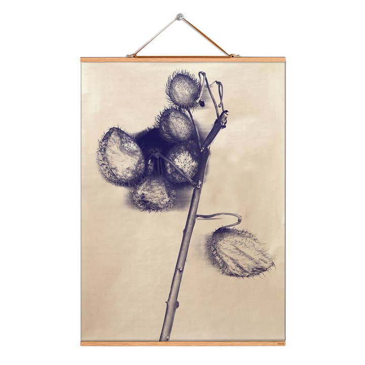 Scroll picture illustration # 081/Plants/Papsty gold for wholesale by Eicie