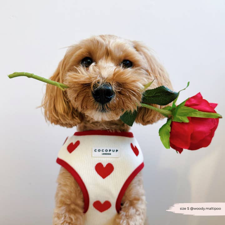 Cocopup London - Wholesale Pet harness – Dog - Hugs & Knitted Adjustable Neck Harness21