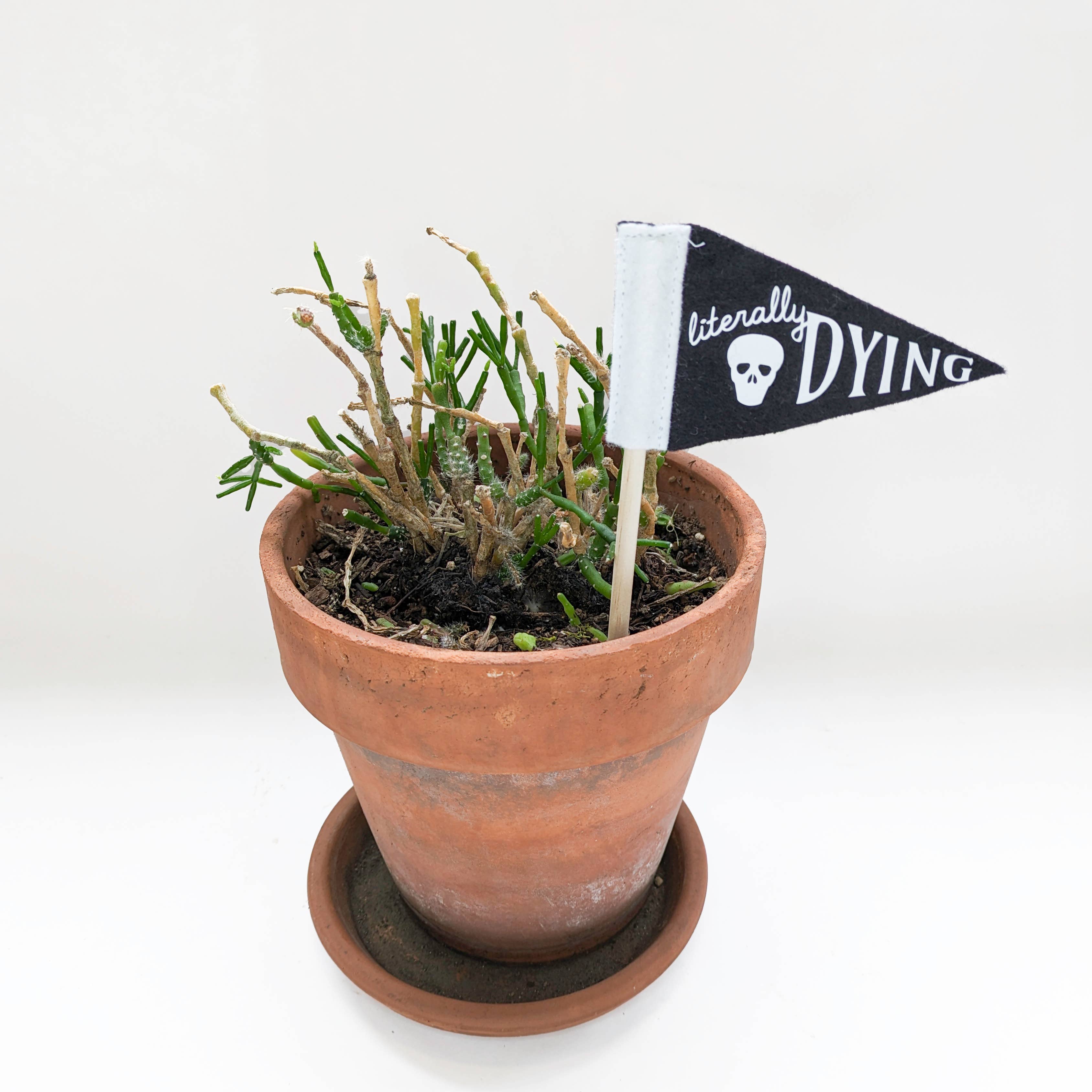 Pennant For Your Thoughts – Engroshandel Have/havestolpe – Lille planteflagvimpel | Uldblanding, håndlavet i USA3