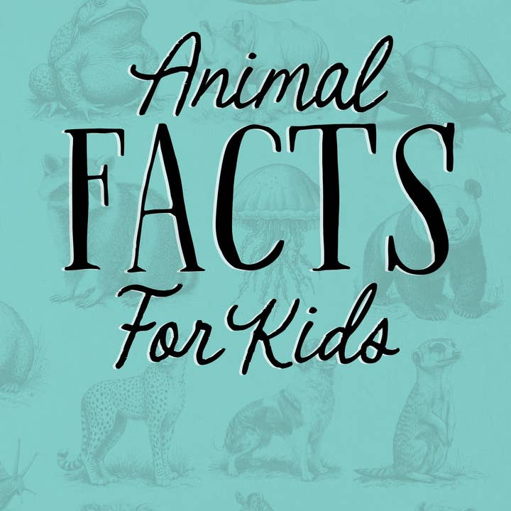 Dierenfeiten voor Kinderen Softcover 6x9 Boek voor wholesale door Willow Creek Press & Gifts