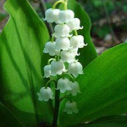 Lily of the Valley Pips for wholesale by Steep Hill Garden