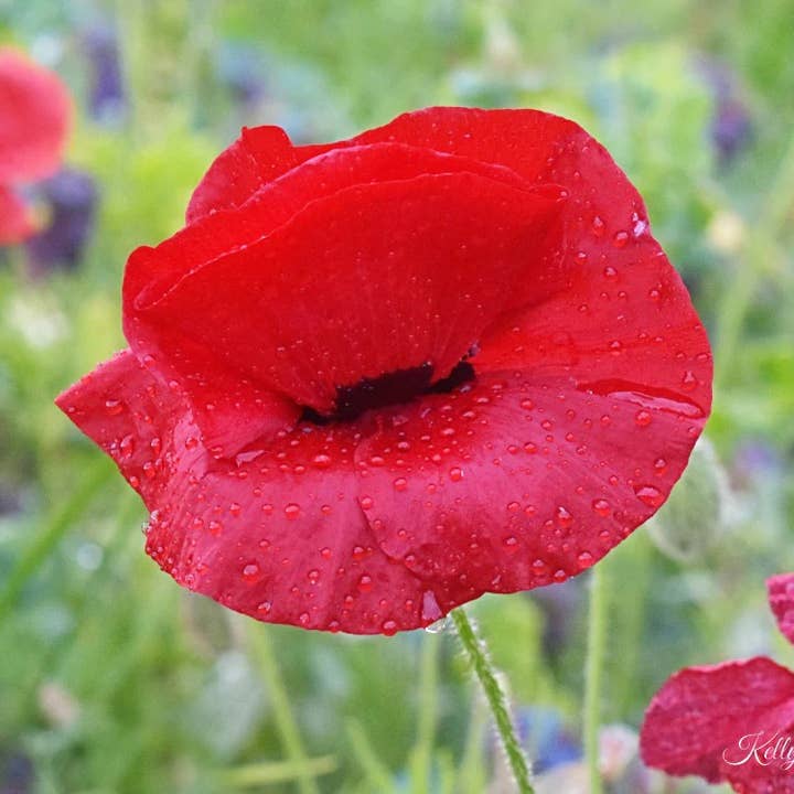 Poppy Lips - Boxed Notecard Set for wholesale by Kelly Johnson