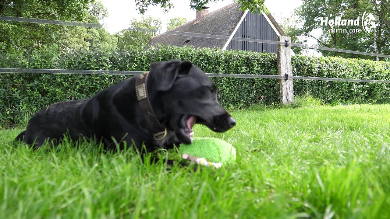 Hofman Animal Care - Wholesale Pet Squeaky Toy - Dog - Fuzzle Bunny with squeaker1