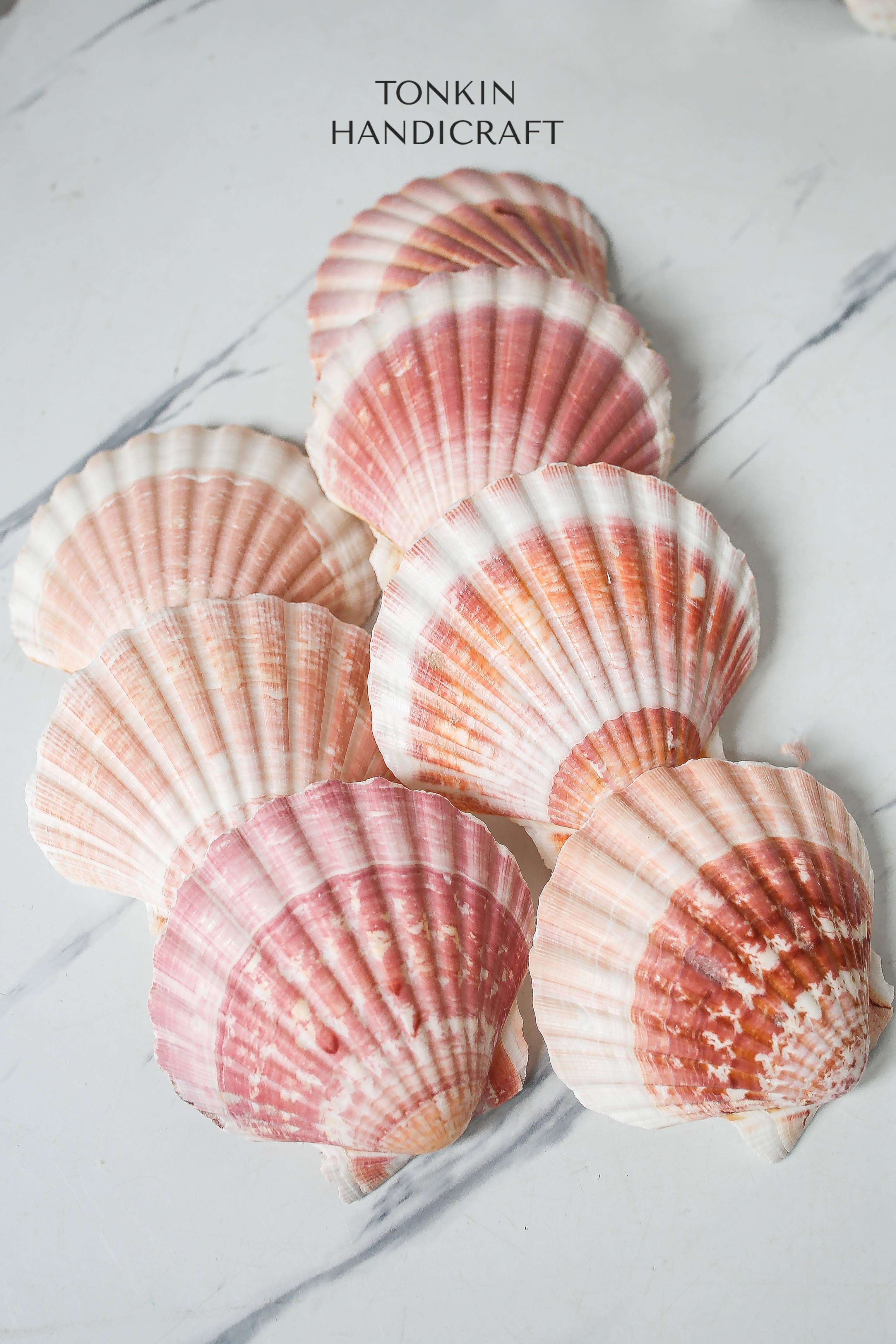 Tonkin Handicraft - Wholesale Decorative Tabletop Object - Bulk Large Reel Scallop Shells3