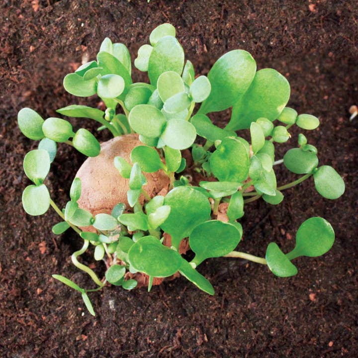 Silver Circle Products - Wholesale Plant Seeds - Cottage Garden Seed Stones2