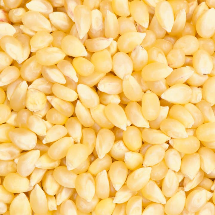 Paloma Blanca pour la vente par India Tree