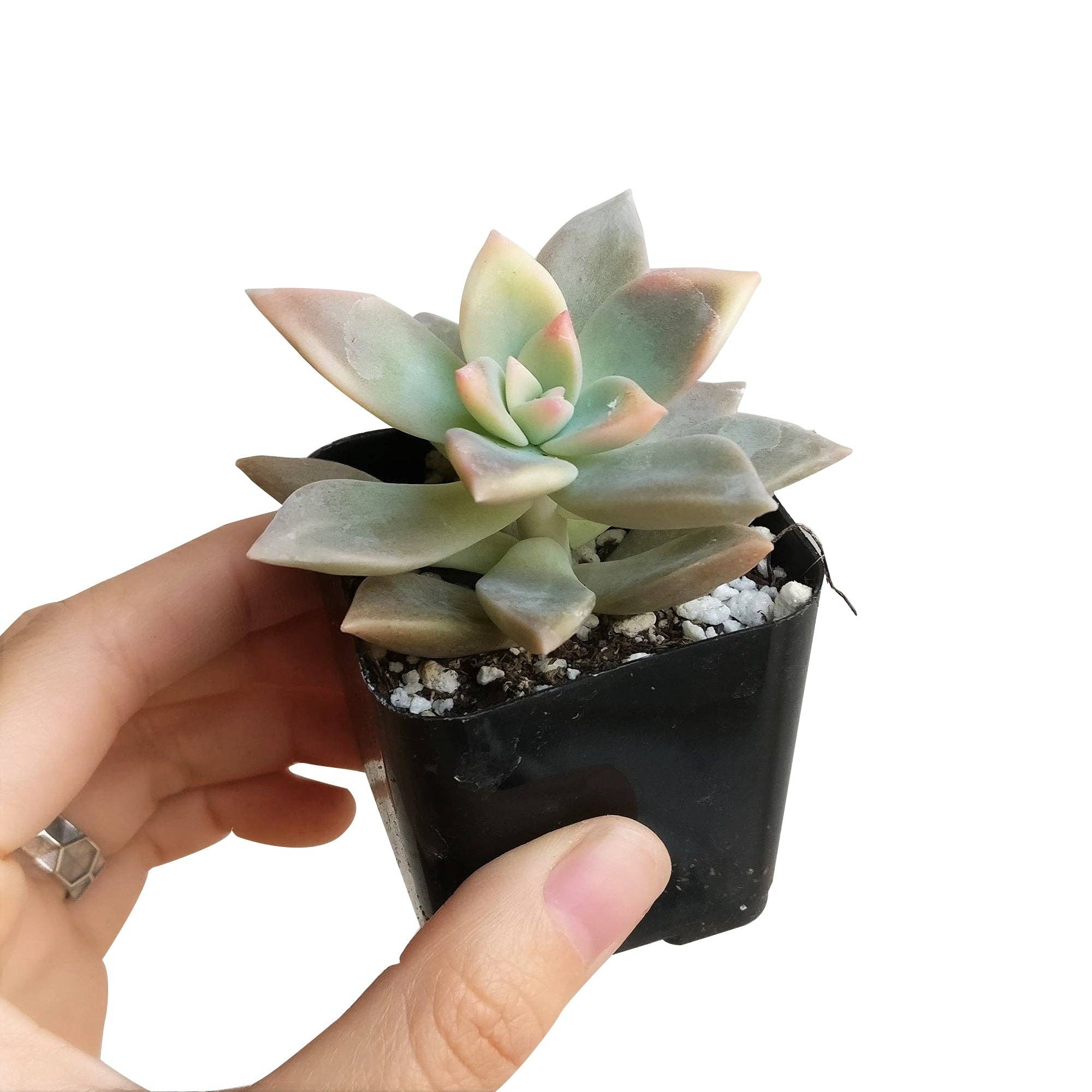Variegated Ghost Succulent