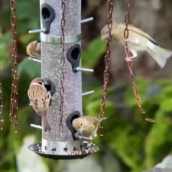 Wildlife World – wholesale Bird feeder – Simon King Medusa Feeder Defender - A Bird Feeder Protector