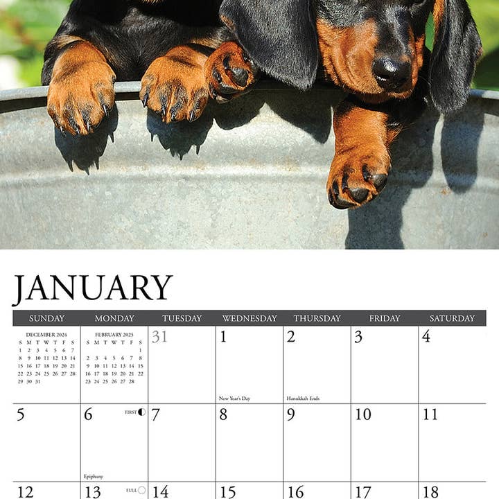 Willow Creek Press & Gifts - Wholesale Calendar - Dachshund Puppies 2025 Wall Calendar