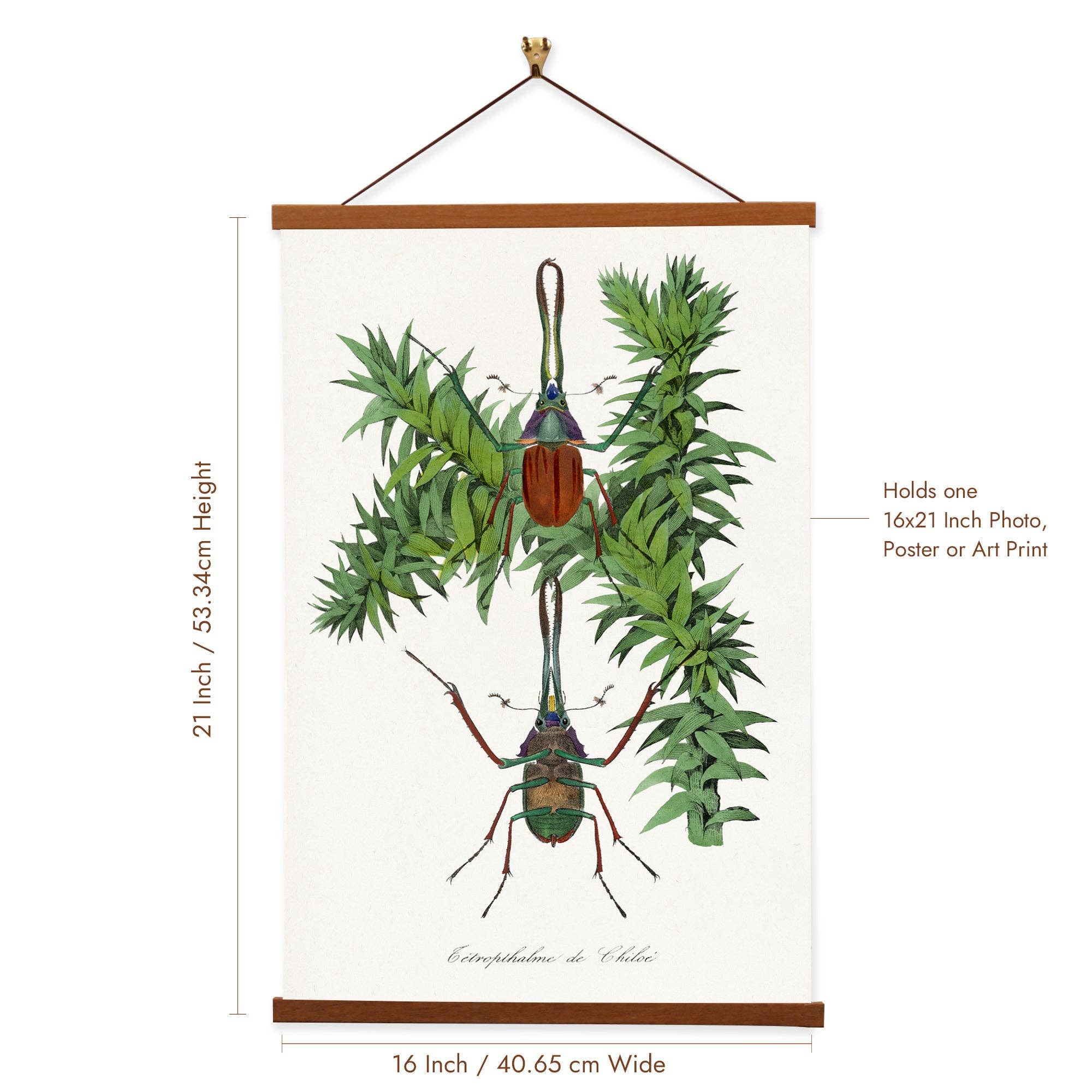 Vintage Banners - Wholesale Painting/drawing - Stag Beetle Painting by Paul Gervais - Giclee Print on Canvas with Magnetic Hanger1