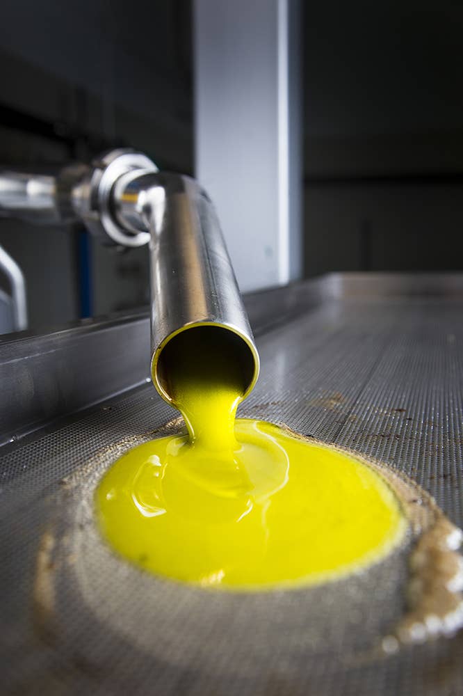 Olio Pellegrino 1890 SRL - Wholesale Olive Oil - EVOlution - EVO Oil Flavored with Fresh Lemon 250 Ml3