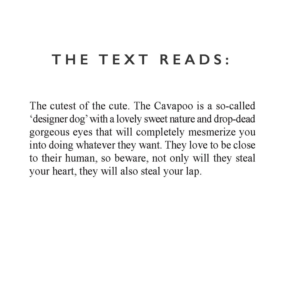 Coulson Macleod (U.S. Duties Paid) - Vente Carte de vœux classique - Carte humoristique pour chien Cavapoo1