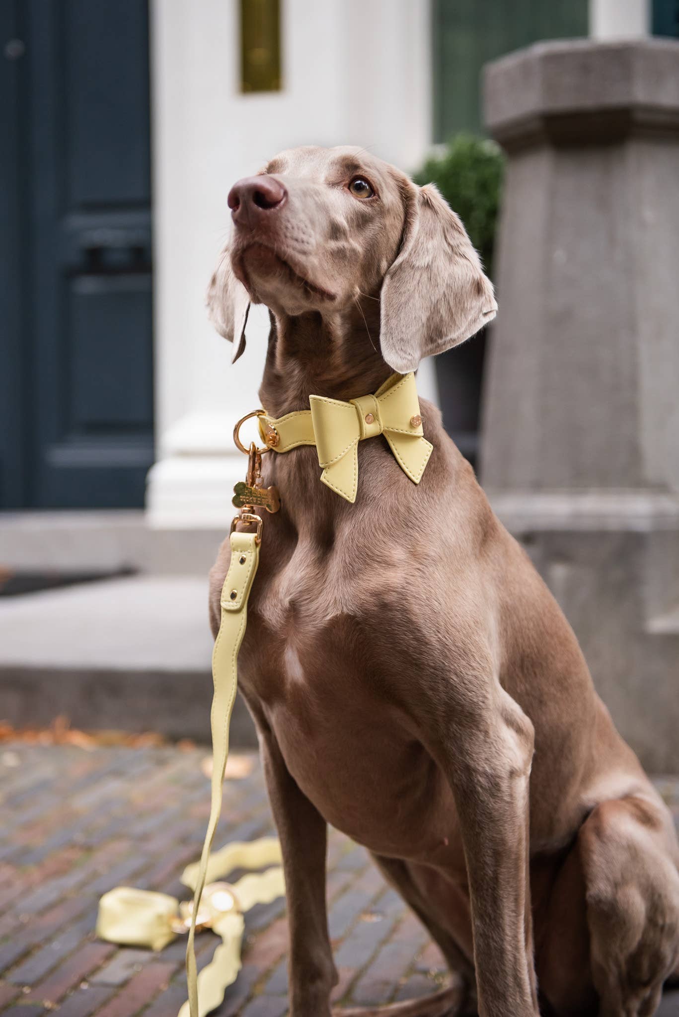 Floofs and Cookies - Wholesale Pet Collar - Dog - Golvend Lilo-halsband1