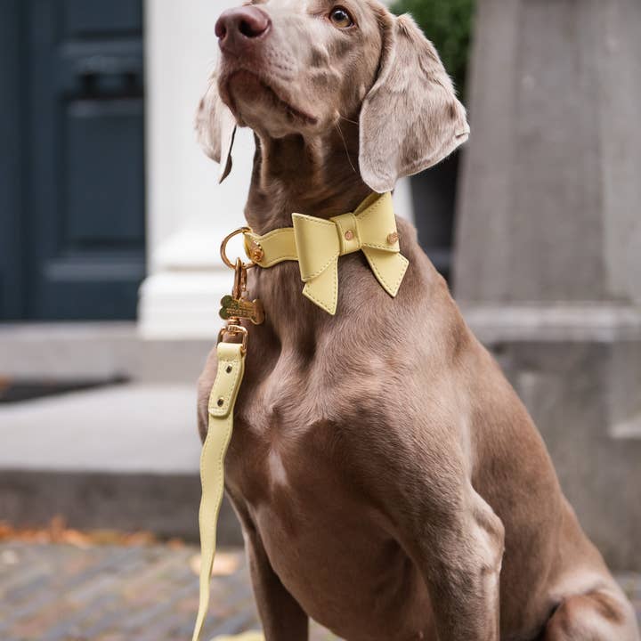 Floofs and Cookies - Wholesale Pet Collar - Dog - Golvend Lilo-halsband1