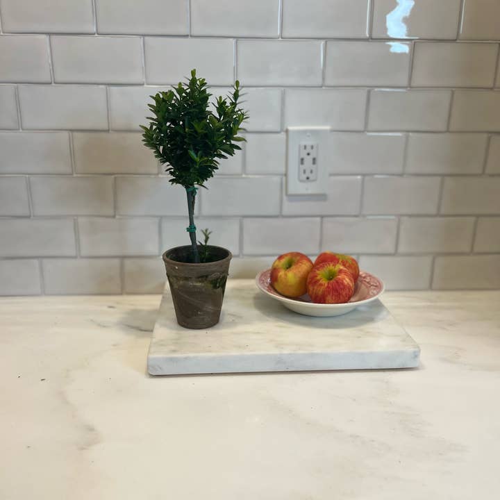 Sunrise Topiaries - Wholesale Live Plant - Live Euonymus Topiary in 4 inch pot