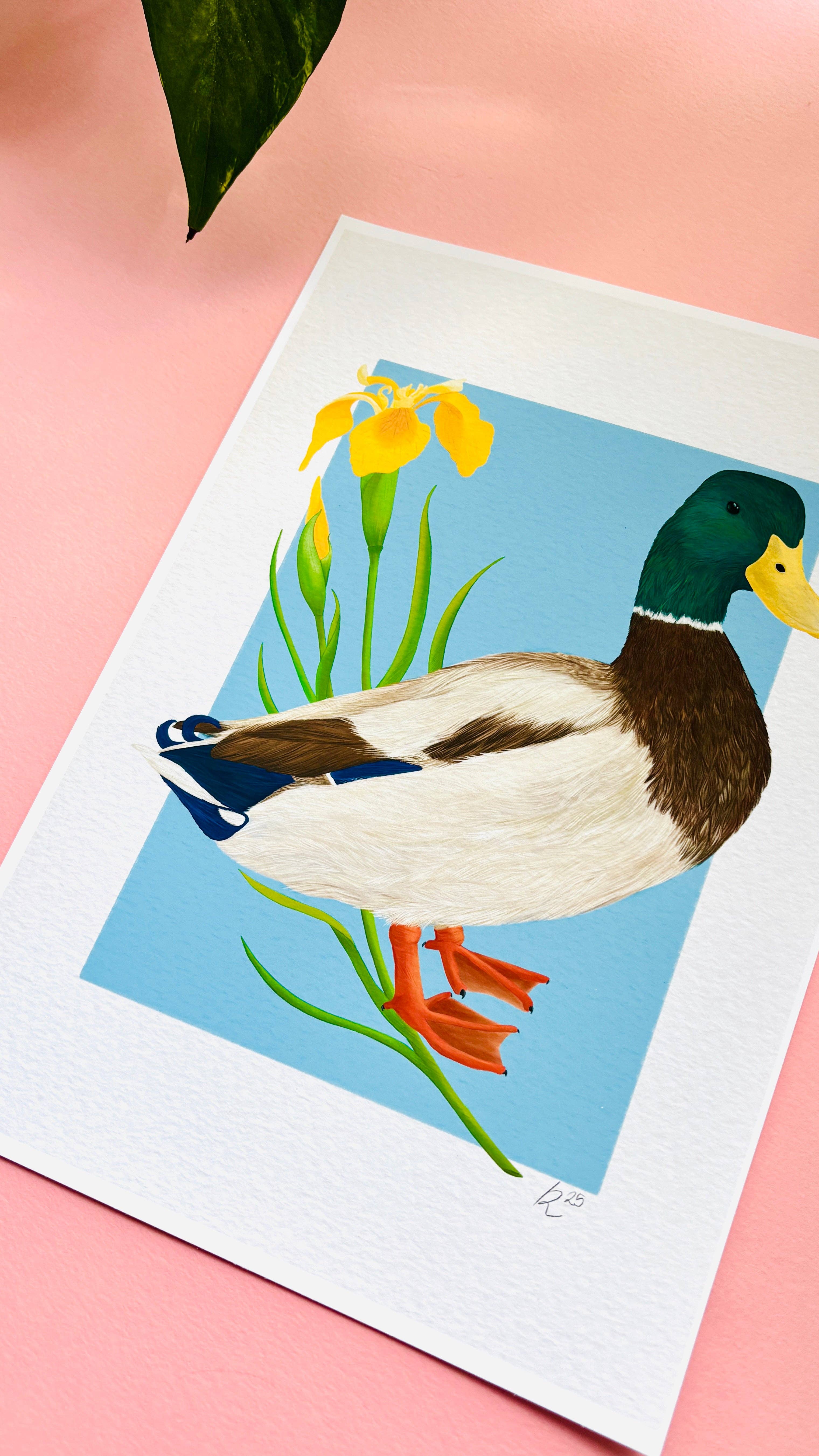 Pixiecraft - Wholesale Art Print - Mallard Duck Art Print- British Wildlife Illustration for Nature Lovers3