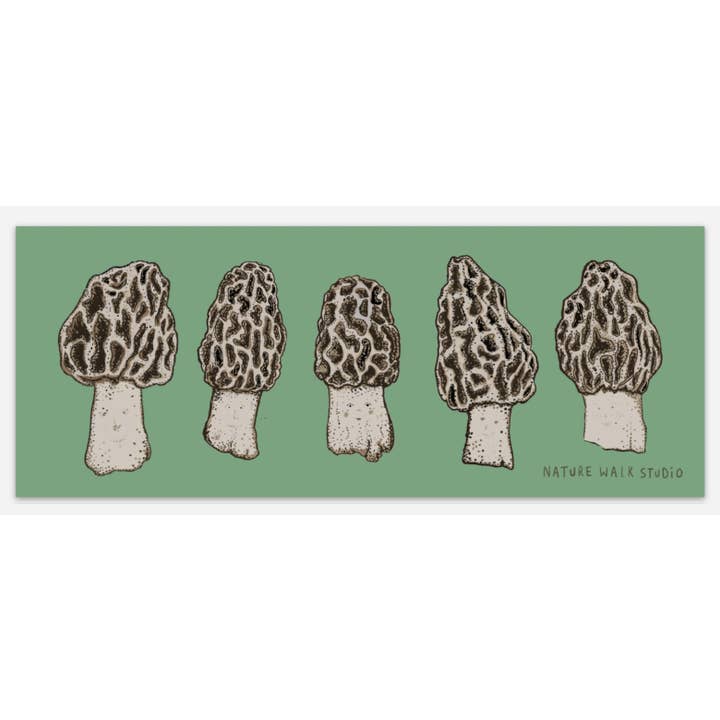 Morel Mushroom BumperSticker Waterproof Sticker for wholesale by Nature Walk