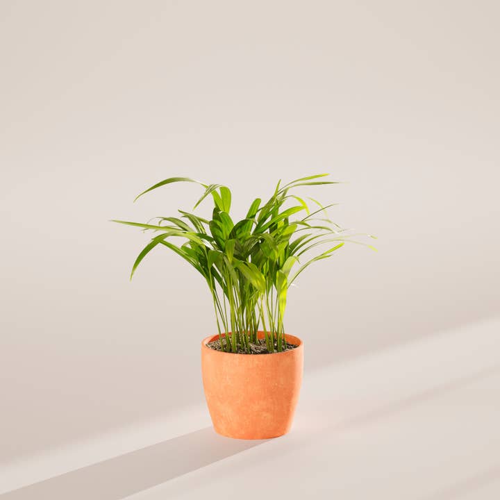 Lively Root - Wholesale Live Plant - Areca Palm Indoor Tree31