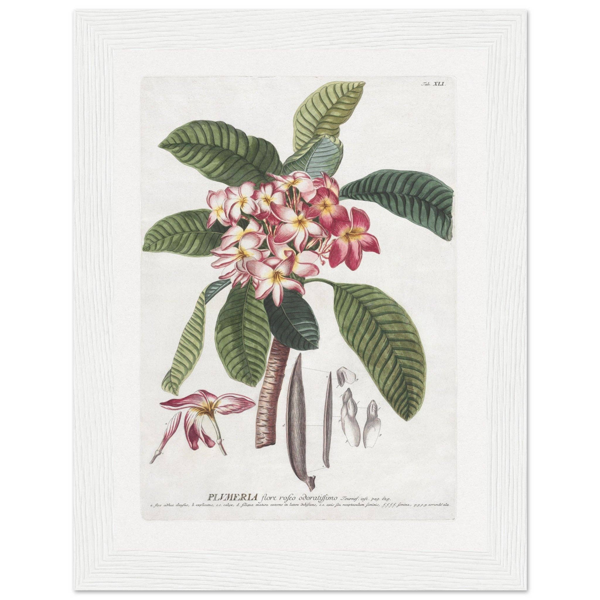 Maison de Paloma - Vendita all'ingrosso Stampa artistica - Plumeria6