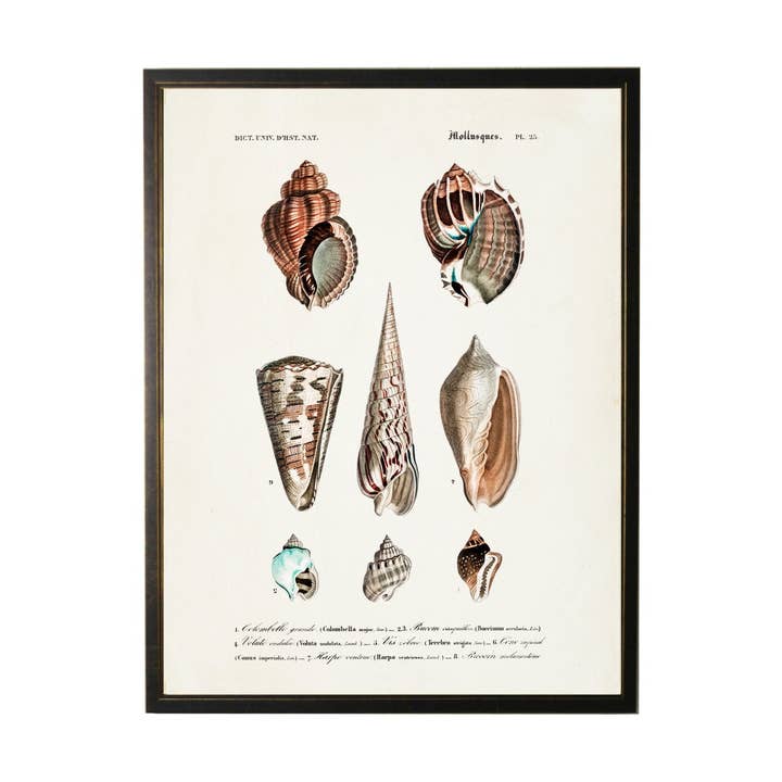 Oito Conchas Neutras Coloridas por atacado de Antique Curiosities Inc