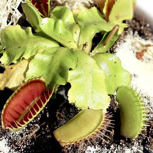 BEEcycle - Wholesale Plant Seeds - Bug Eating Plant Jute Bag Grow Set1