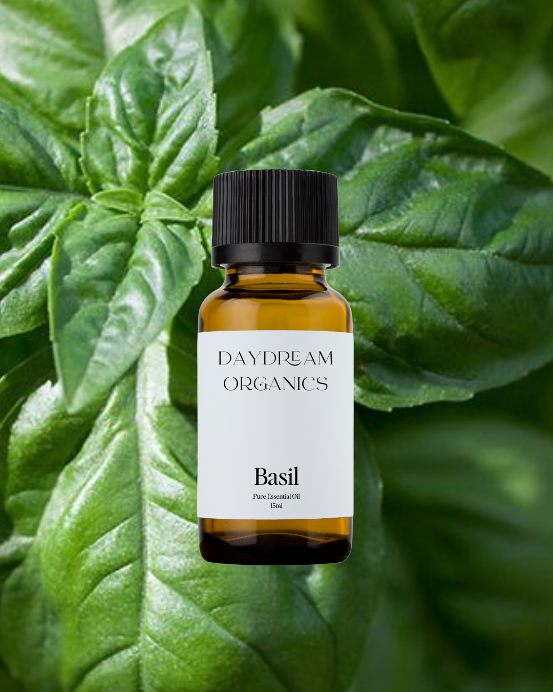 Daydream Organics | Prairie Doctor Brand - Wholesale Essential Oil - Basil Essential Oil0