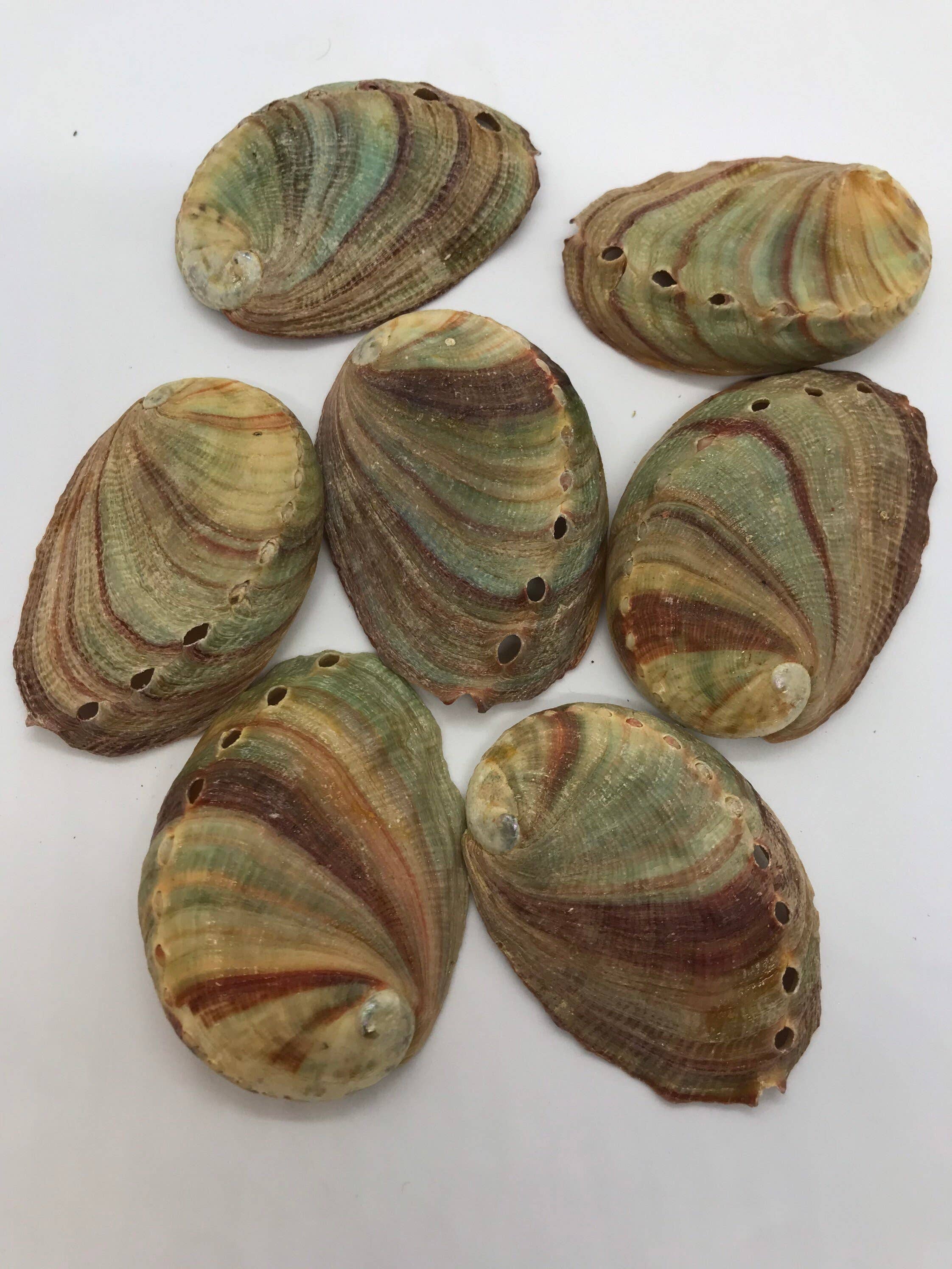 CaNatureLover - Wholesale Incense Holder - Abalone Sea Shell 3" - 3.5" - For Smudging, Burning Sage Sticks, Incense, Crafts, Display etc3