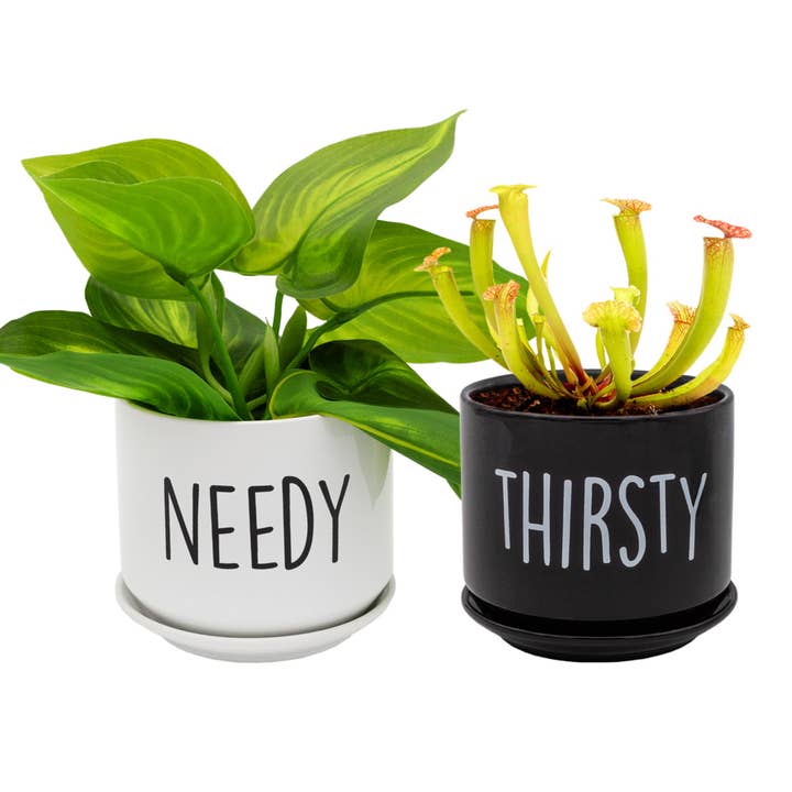 Esterno Needy and Thirsty Planter Pots Set of 2 for wholesale by Kurated Korner