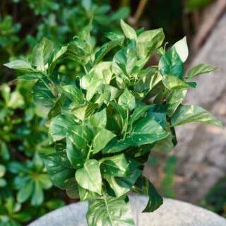 Mezu Silk Flowers – wholesale Artificial plant – Artificial Variegated Leaves