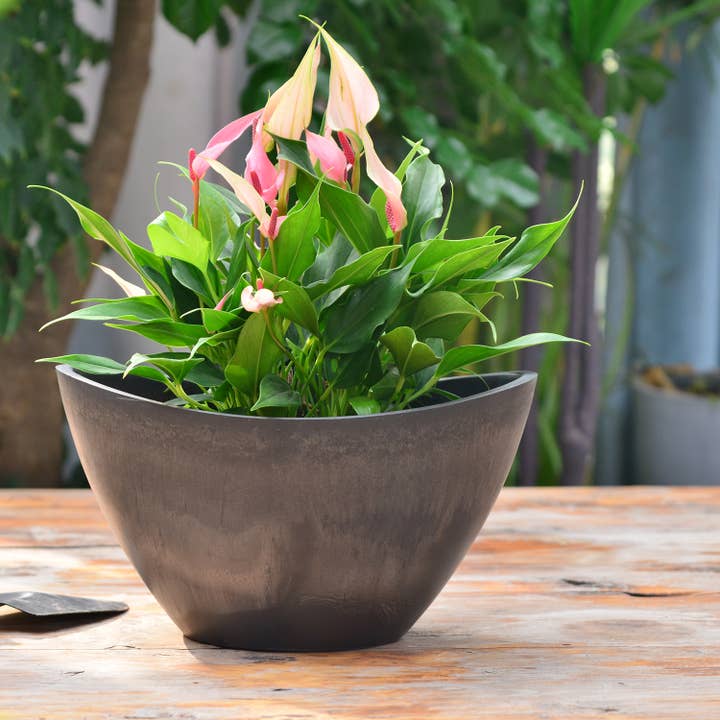 Greenship Decorative Bowl Planter, L.13.8"x W.9.4"x H.7.9" for wholesale by Greenship Garden USA