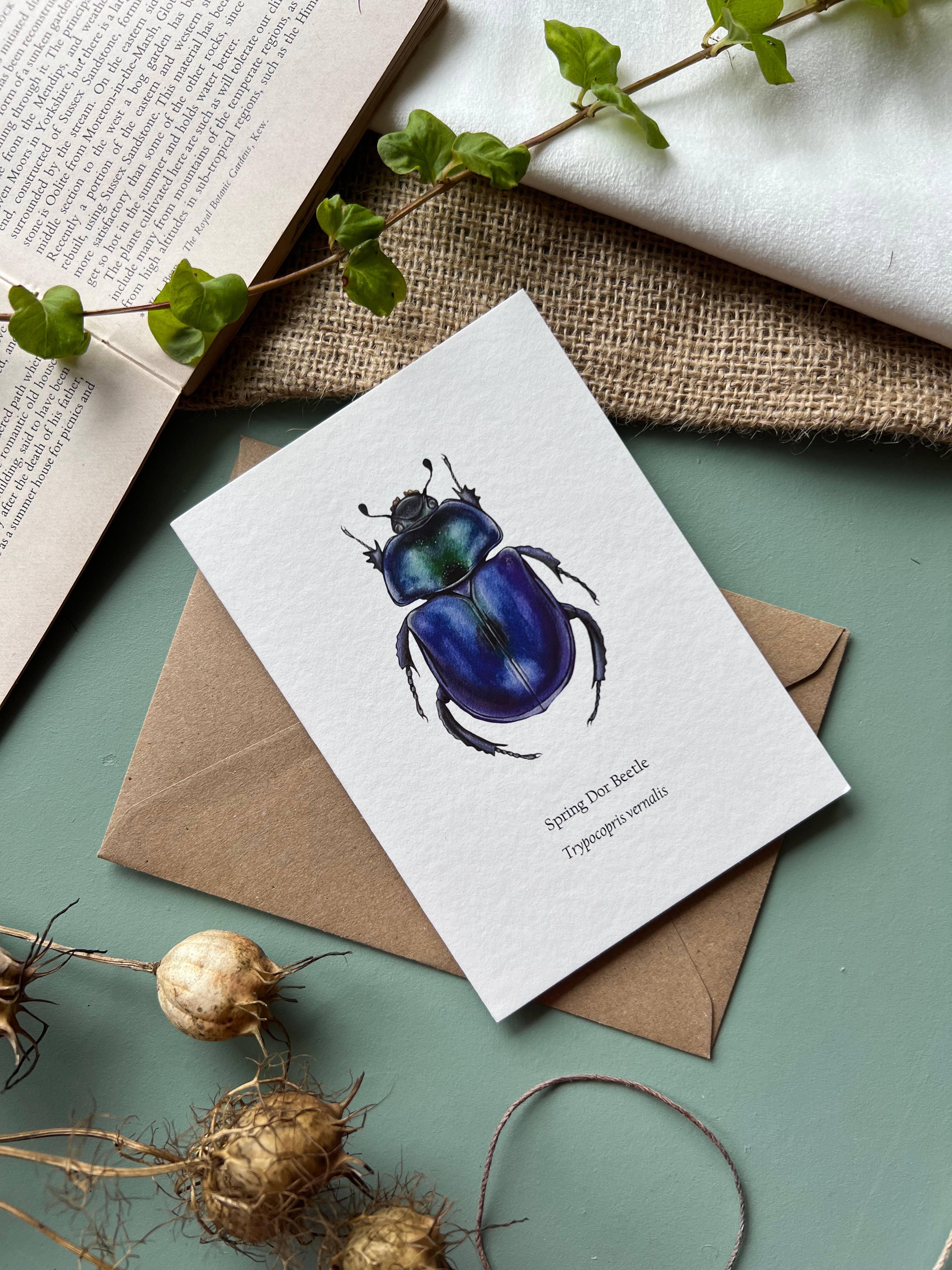 Tansy Moore - Wholesale Everyday Greeting Card - Spring Dor Beetle, Blank Greeting Card 7