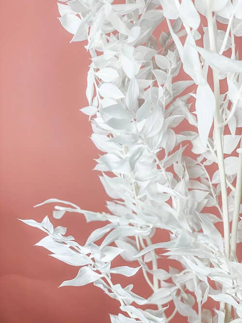 Fleurs Flowers - Wholesale Dried/Pressed Flowers - Italian Ruscus0